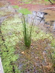 Juncus effusus