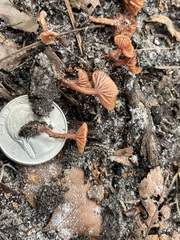 Laccaria laccata pallidifolia