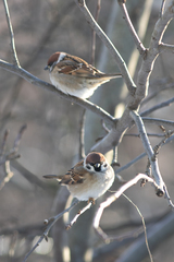 Passer montanus