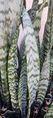 Sansevieria