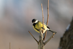 Parus major