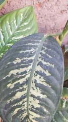 Dieffenbachia seguine