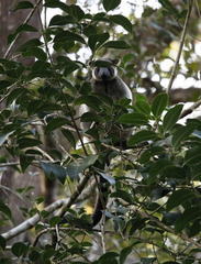 Dendrolagus lumholtzi