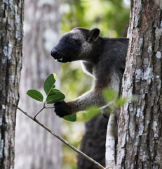 Dendrolagus lumholtzi