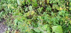 Bidens parviflora