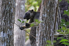 Dendrolagus lumholtzi