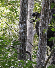 Dendrolagus lumholtzi
