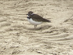 Charadrius vociferus
