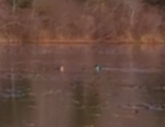 Lophodytes cucullatus