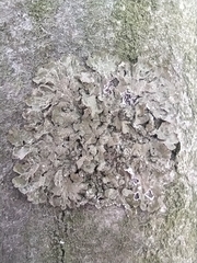 Melanohalea exasperatula