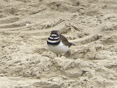 Charadrius vociferus