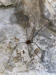 Leiobunum limbatum