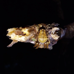 Parawixia