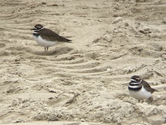 Charadrius vociferus