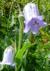 Campanula barbata