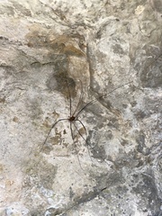 Leiobunum limbatum