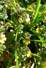Euphrasia minima