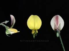 Crotalaria triquetra