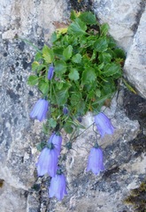 Campanula cochleariifolia