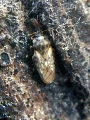 Piesma maculatum