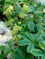 Alpinae