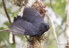 Diglossa albilatera