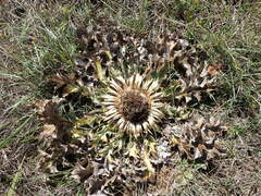 Carlina acanthifolia