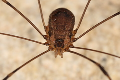 Leiobunum townsendi
