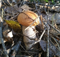 Leccinum