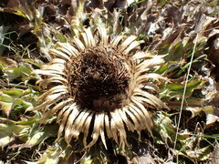 Carlina acanthifolia