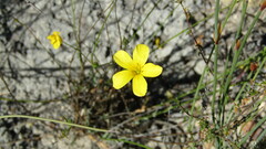 Linum africanum
