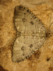 Triphosa dubitata