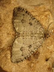 Triphosa dubitata