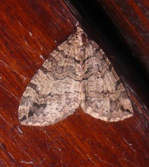Hydriomena furcata