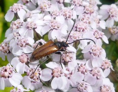 Pseudovadonia livida