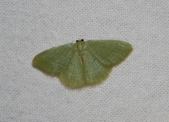 Chlorissa attenuata