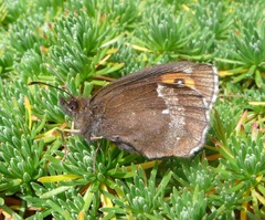 Erebia euryale