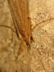 Limnephiloidea