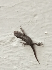 Sceloporus grammicus