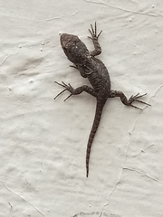 Sceloporus grammicus