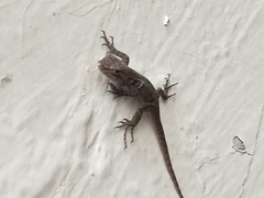 Sceloporus grammicus