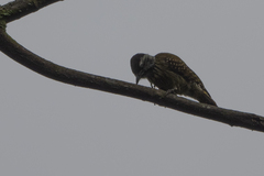 Chloropicus fuscescens