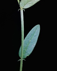 Crotalaria triquetra