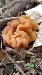 Gyromitra