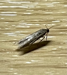 Blastobasidae