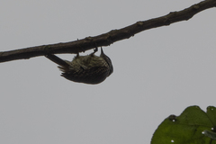 Chloropicus fuscescens