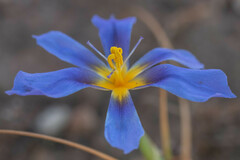 Calydorea xiphioides