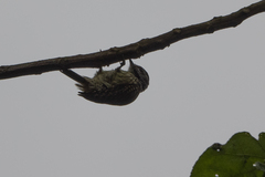 Chloropicus fuscescens