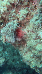 Sphaerococcus coronopifolius