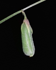 Crotalaria triquetra